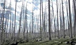 Ghost Forests