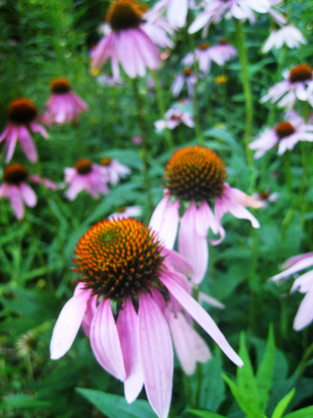 wild flowers from "bees go about"