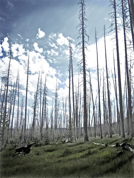 Ghost Forests - Whitebark Trees dying in Yellowstone National Park by Climate Change and Mountain Pine Beetles