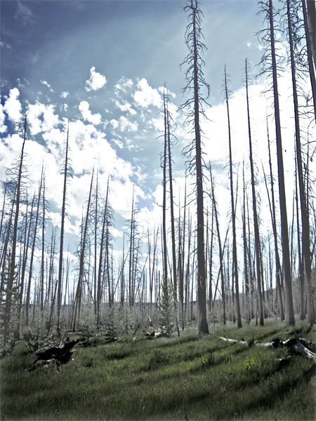 Ghost Forests - Whitebark Trees dying in Yellowstone National Park by Climate Change and Mountain Pine Beetles