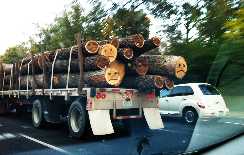sad lumber - forested trees